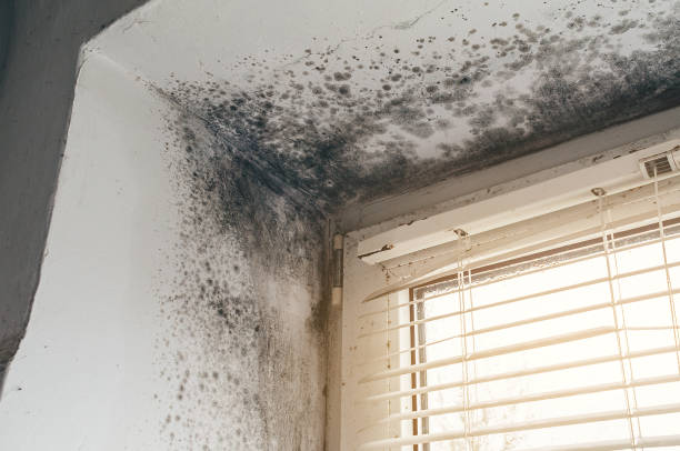 Affordable Hvac And Air Duct Mold Remediation solutions in New Market, VA